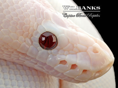 Banana White Wedding Spied Ball Python ♂ '25