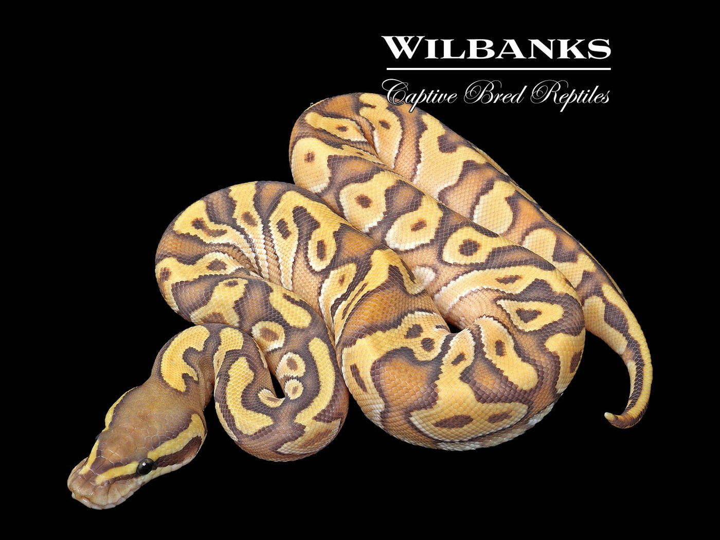 Hypo Enchi Mojave Ball Python ♀ '25