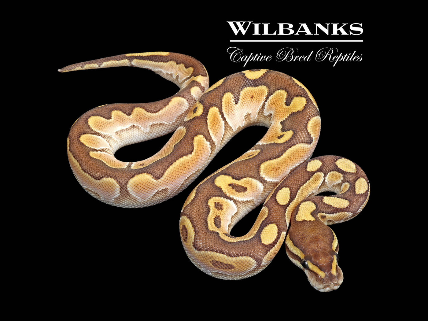Butter Sugar Ball Python ♀ '25