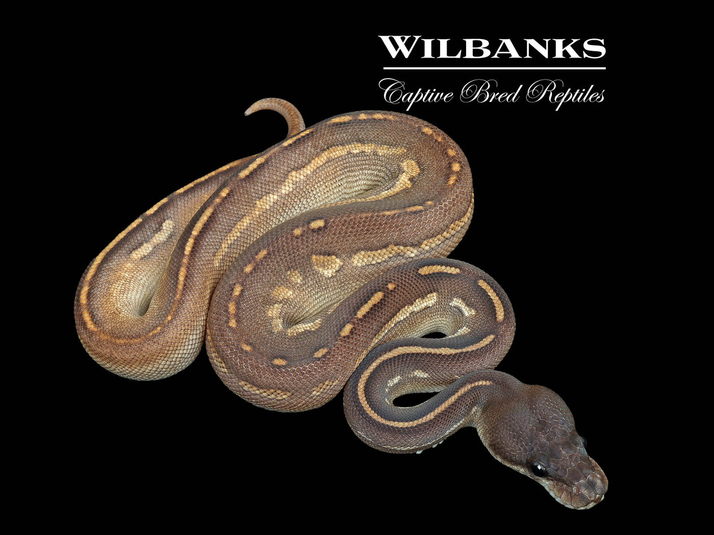 Blackhead Mojave Cinnamon Ball Python ♂ '25