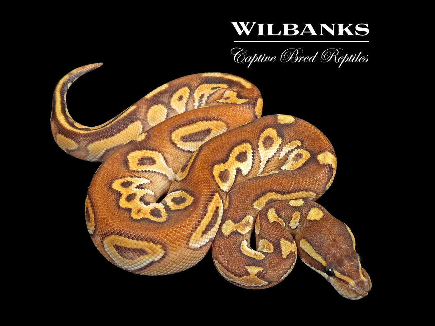 Blackhead Cinnamon Mojave Enchi Ball Python ♂ '25