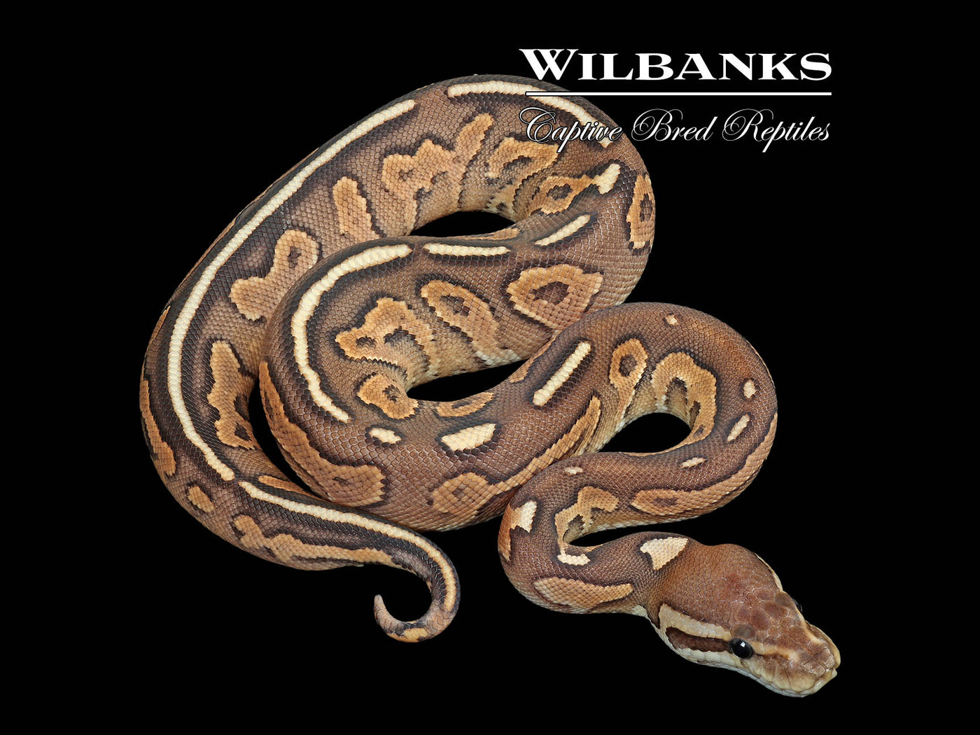 Cinnamon Special Fire Ball Python ♀ '25