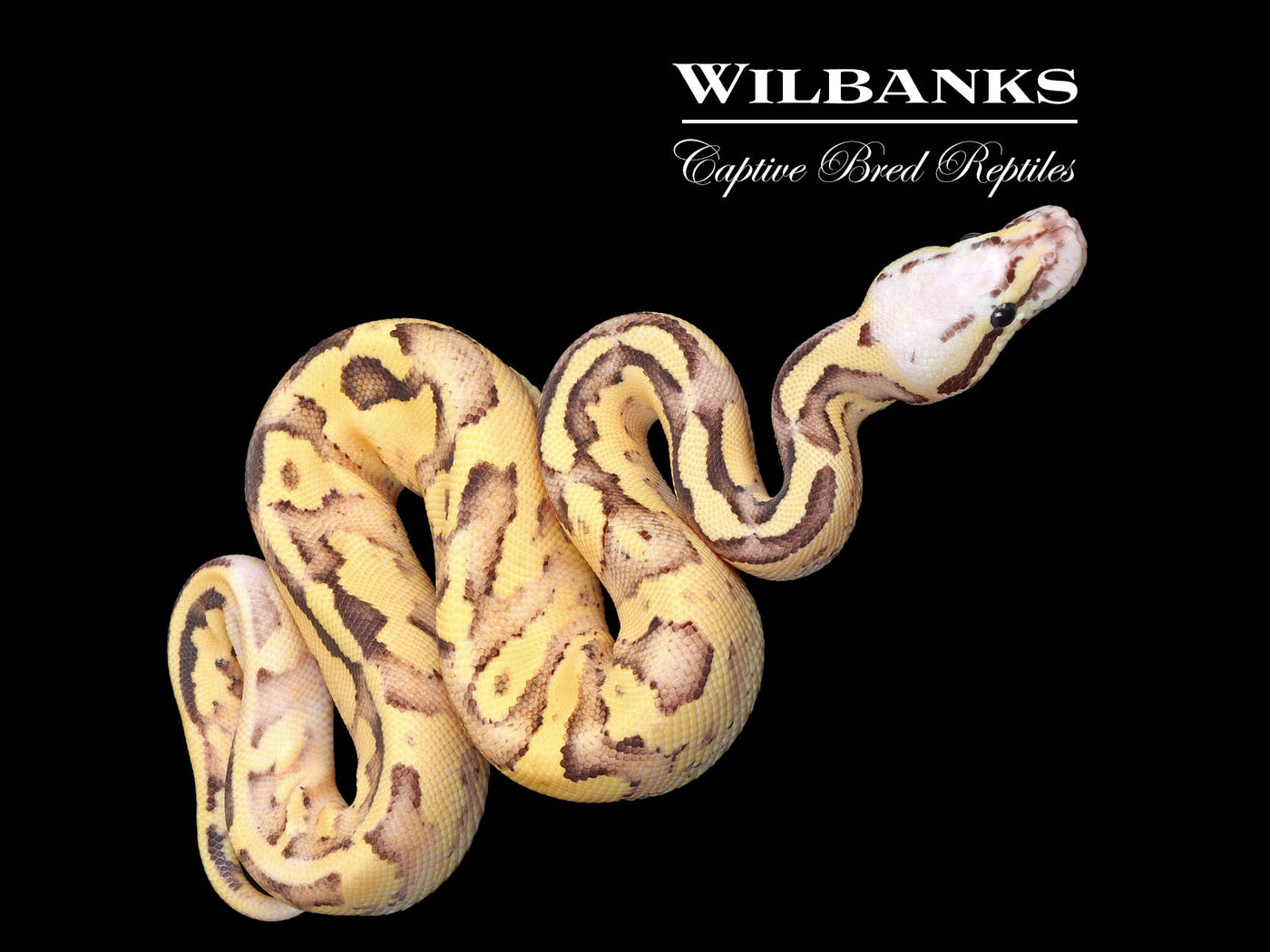 Vanilla Scream Ball Python ♂ '25