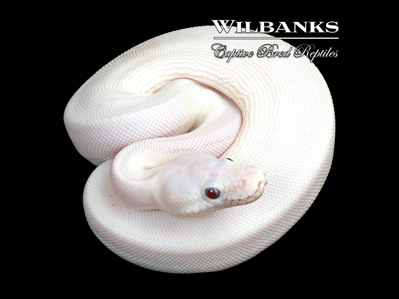 Banana Blue Eyed Leucistic (Mojave Butter) Ball Python ♂ '25