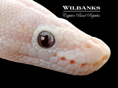 Banana Blue Eyed Leucistic (Mojave Butter) Ball Python ♂ '25