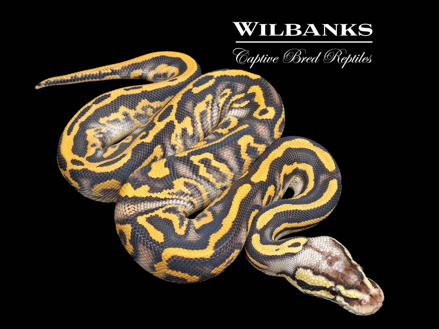 Super Gravel Pastel Leopard Ball Python ♂ '25
