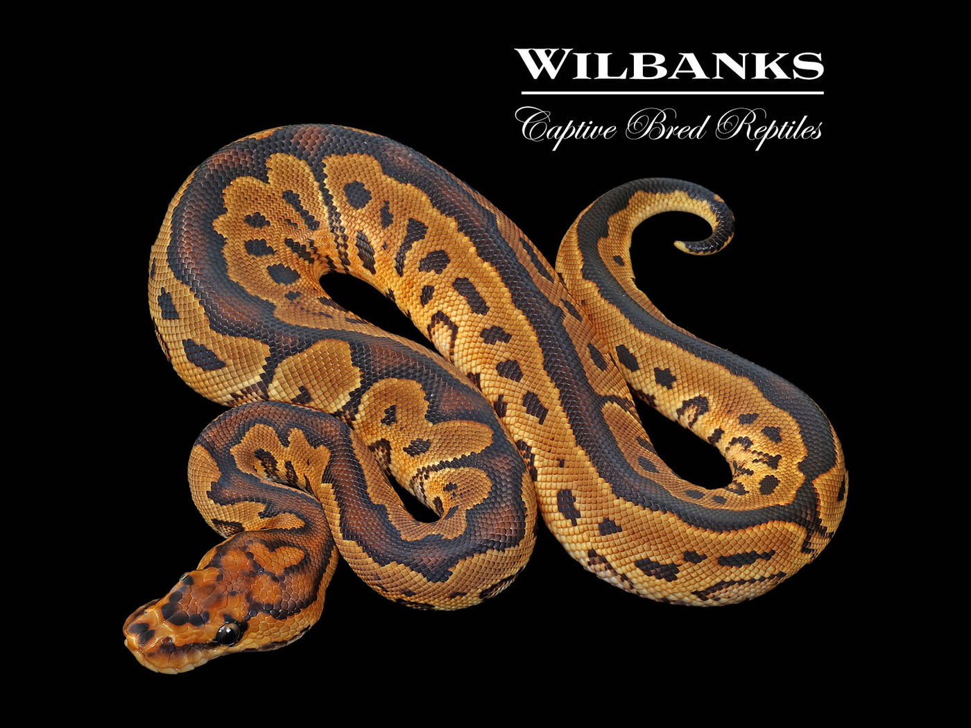 Yellow Belly Clown Ball Python ♂ '25