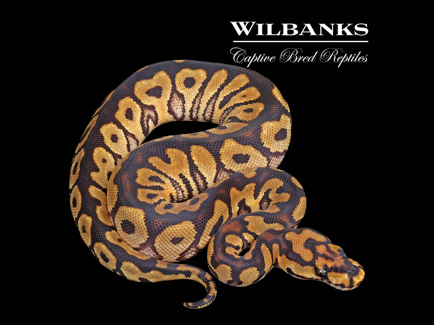 Spotnose Clown Ball Python ♀ '25