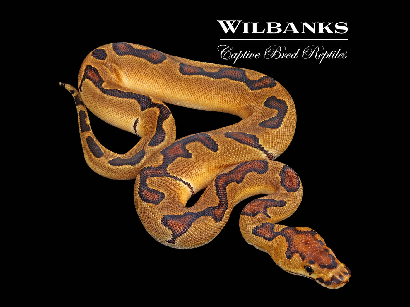 Enchi Clown 100% Het. Albino Ball Python ♀ '25