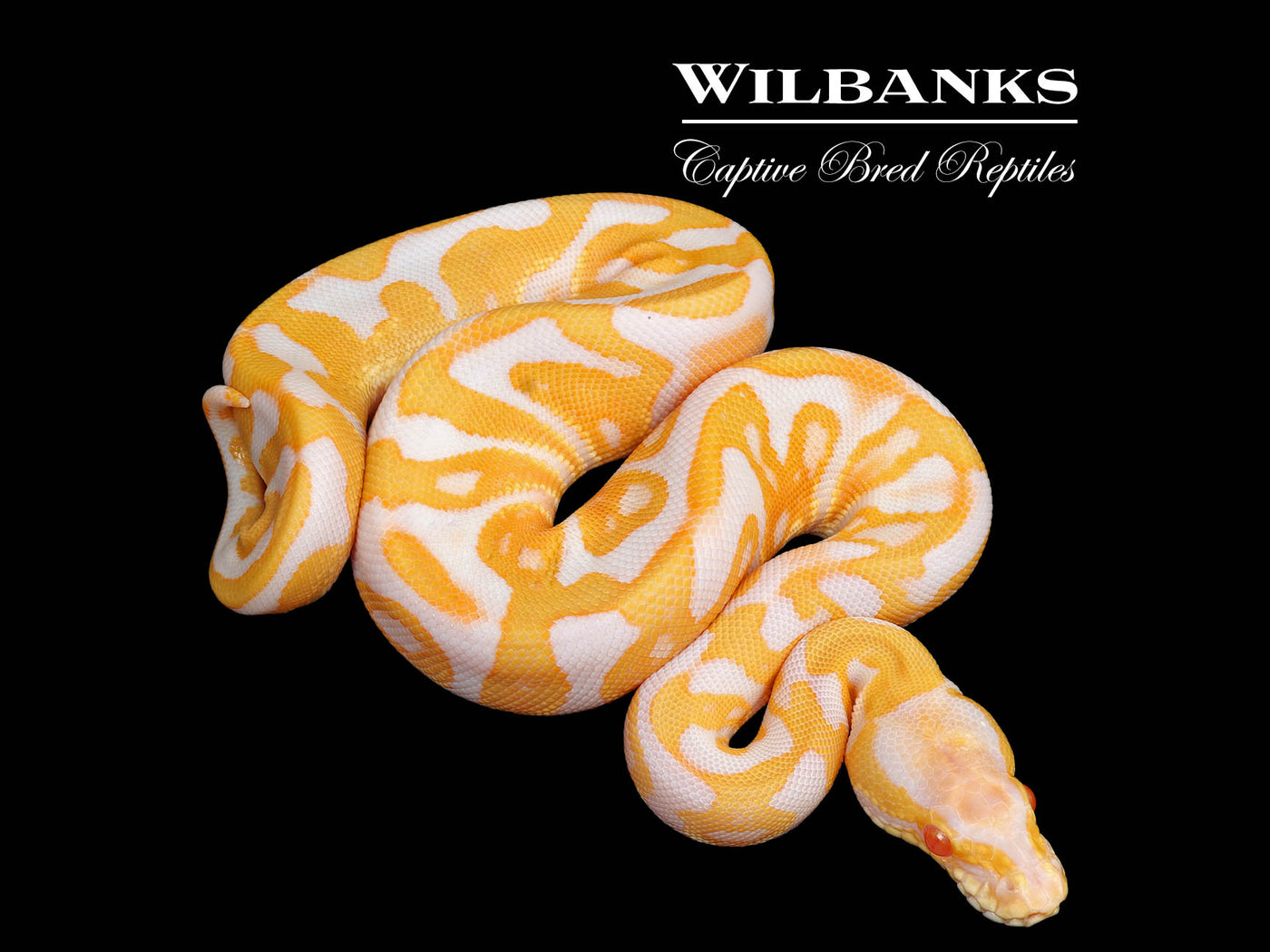 GHI Albino Leopard Ball Python ♀ '25