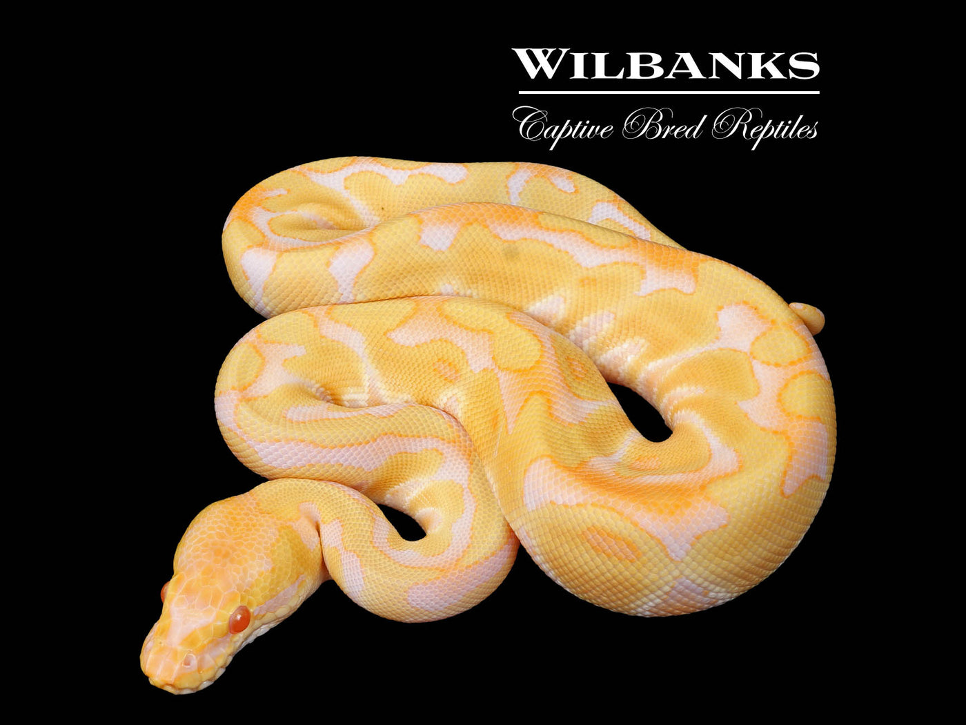 Albino Enchi 100% Het. Clown Ball Python ♂ '25