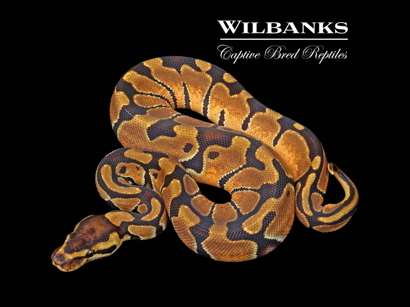 Enchi 100% DH Clown Pied Ball Python ♀ '25