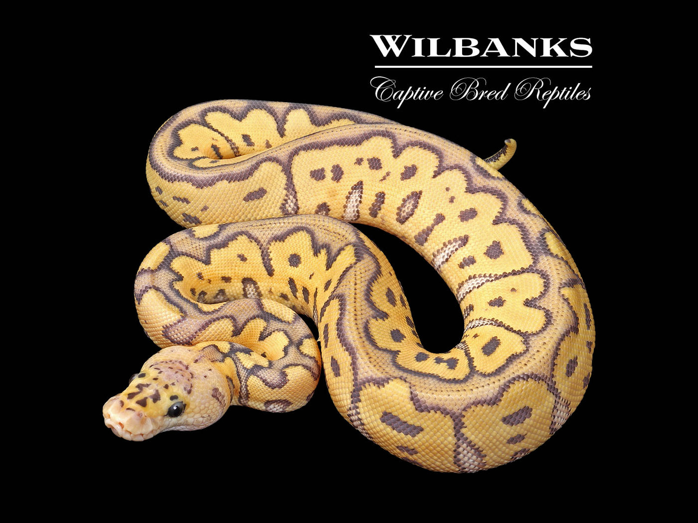 Hypo Pastel Clown Ball Python ♀ '25