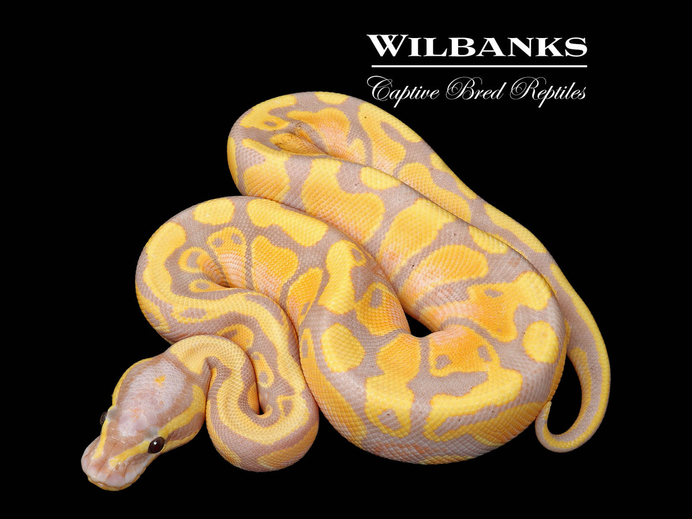 Banana 100% Het. Pied Ball Python ♂ '25