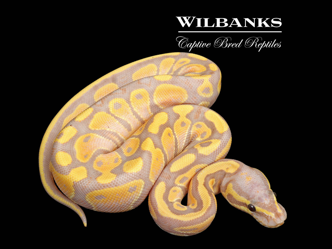 Banana 100% Het. Pied Ball Python ♀ '25