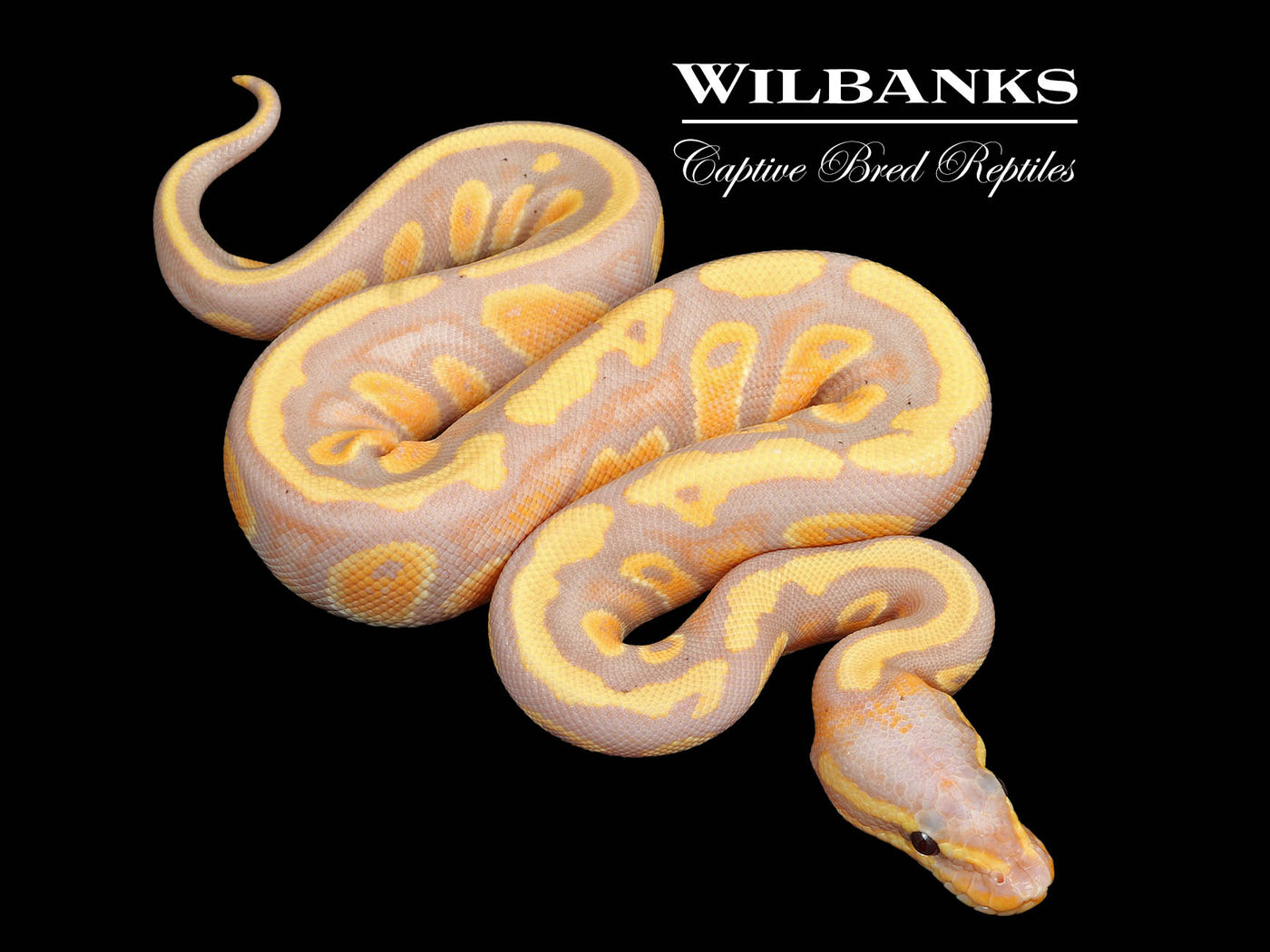 Banana Mahogany 100% Het. Pied Ball Python ♂ '25