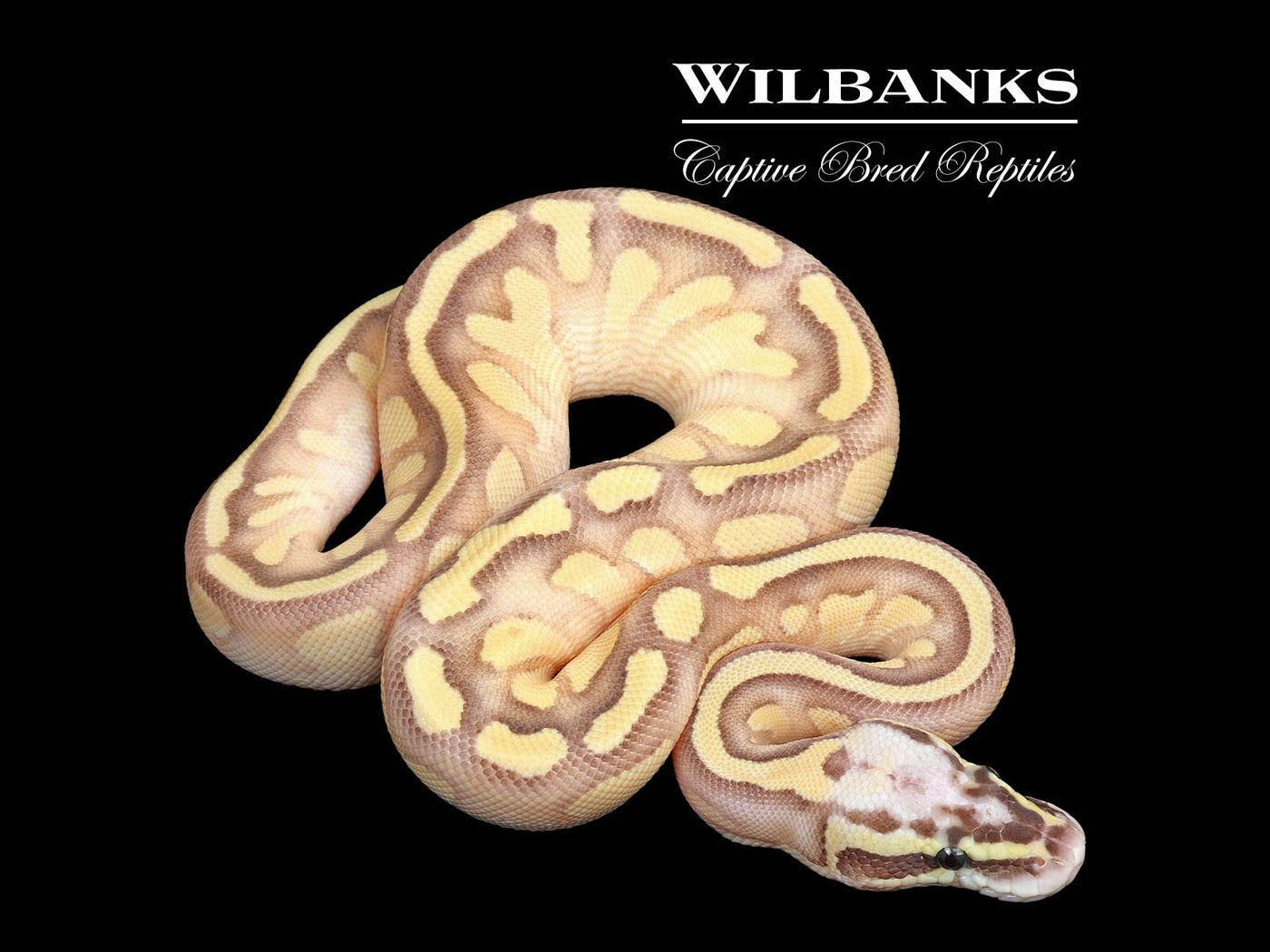 Banana Pastel Butter Enchi Ball Python ♀ '25