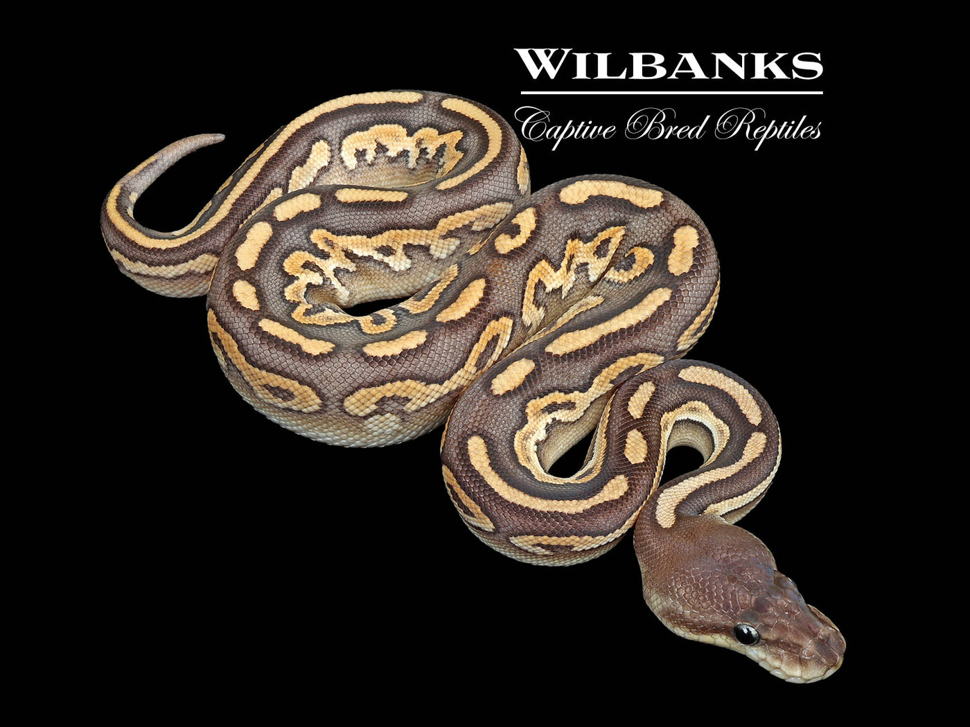 Cinnamon Mojave 100% Het. Lavender Albino Ball Python ♀ '25