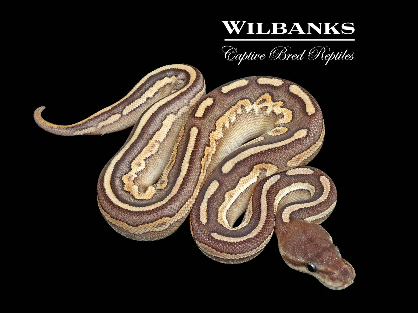 Cinnamon Mojave 100% Het. Lavender Albino Ball Python ♀ '25