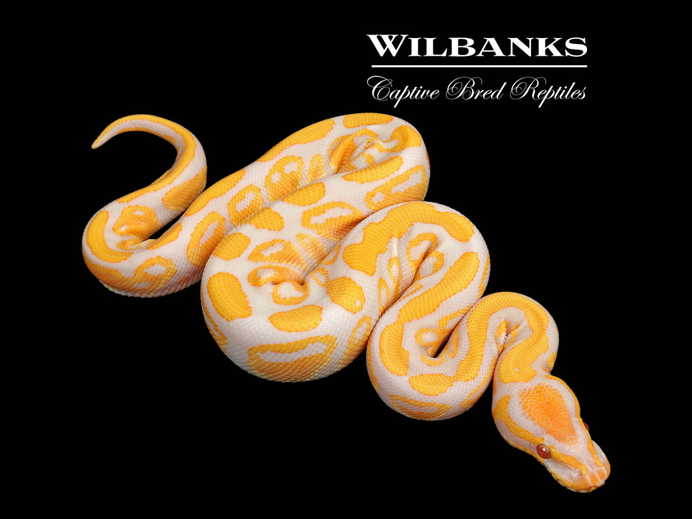 Lavender Albino Ball Python ♂ '25