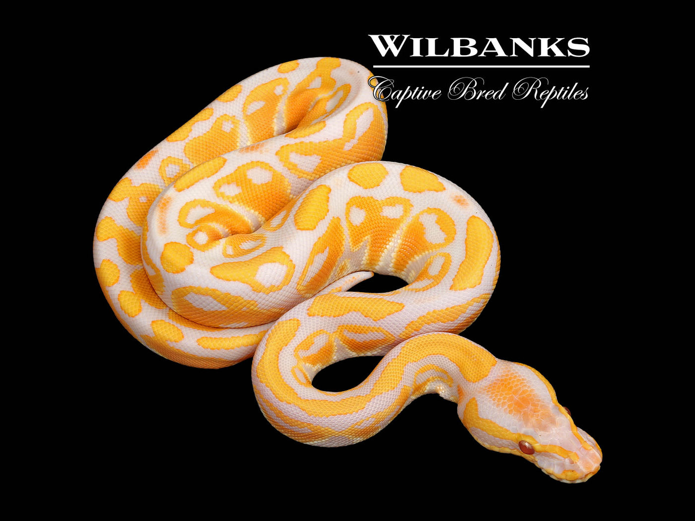 Lavender Albino Ball Python ♀ '25