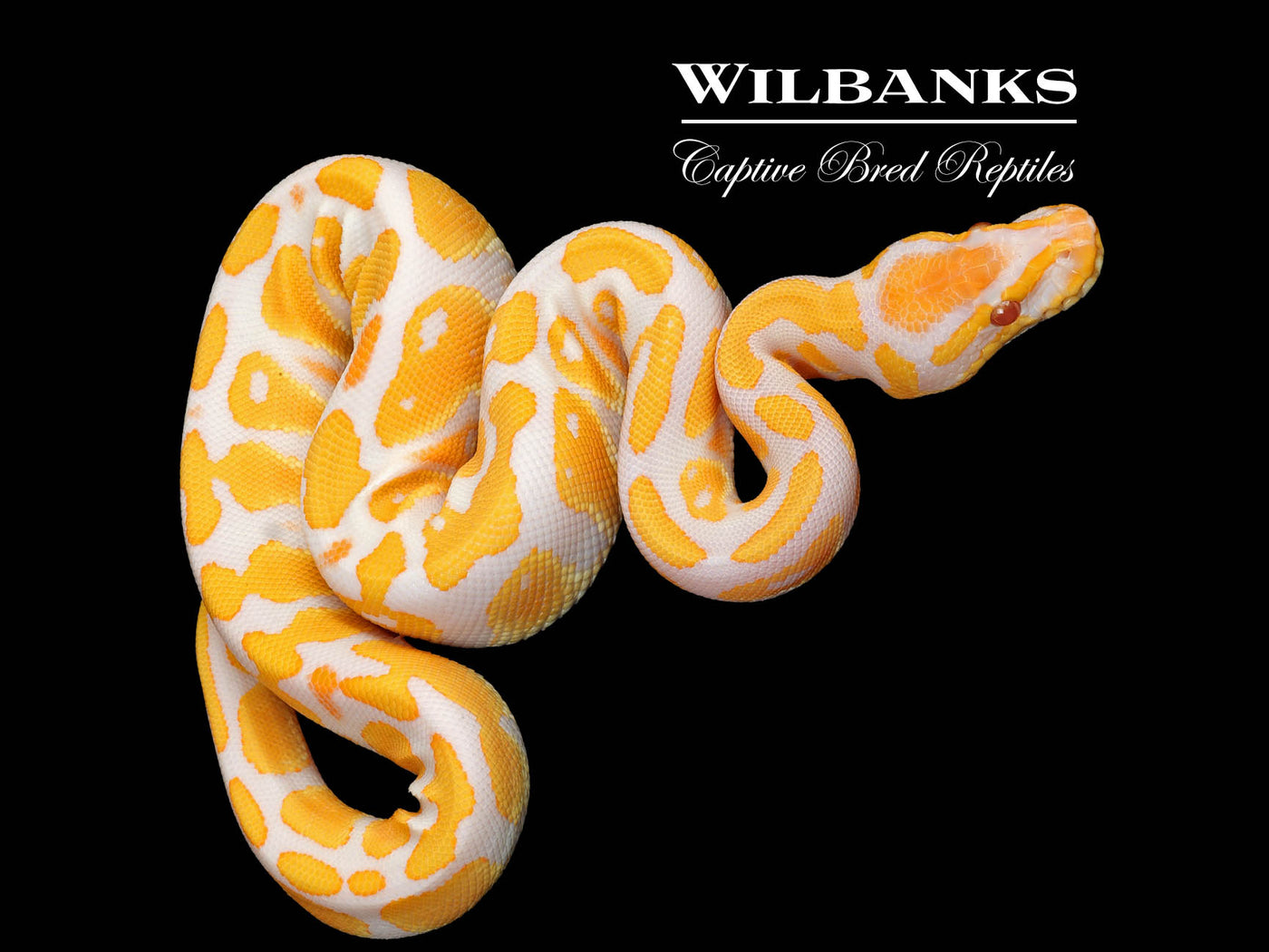 Lavender Albino Ball Python ♀ '25