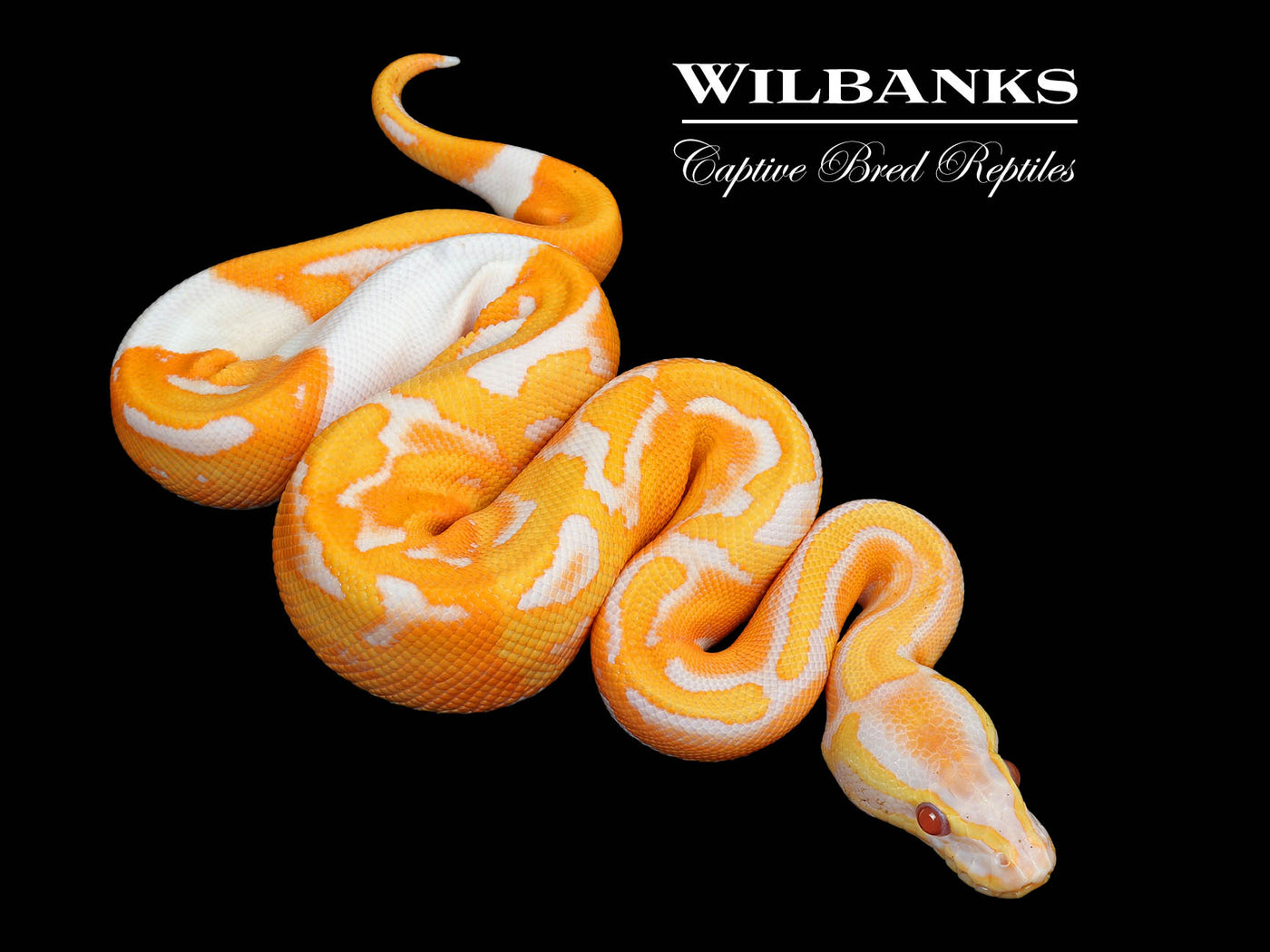 Dreamsicle Lavender Pied Ball Python ♂ '25