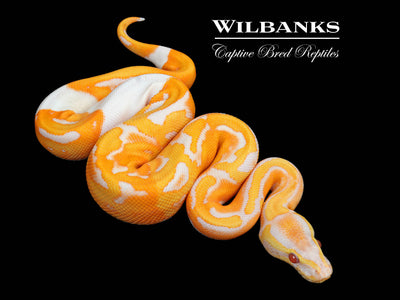 Dreamsicle Lavender Pied Ball Python ♂ '25