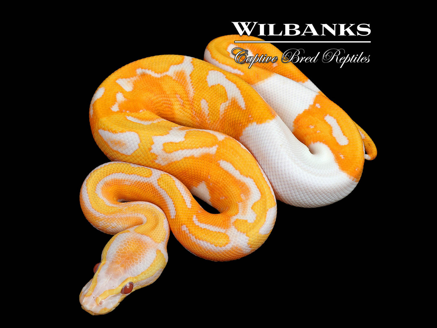 Dreamsicle Lavender Pied Ball Python ♂ '25