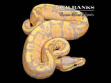 Banana Ball Python ♂ '26