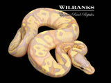 Banana Fire Yellow Belly Ball Python ♀ '26