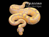 Banana 100% Het. Clown Ball Python ♀ '26