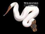 Black Pastel Mahogany Pied Ball Python ♂ '26