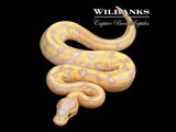 Banana Leopard Fire Yellow Belly Ball Python ♂ '26