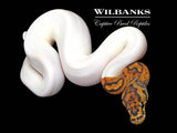 Clown Pied 66% PH Candy Ball Python ♂ '26