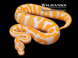 Lavender Enchi Confusion Ball Python ♀ '26