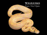 Leopard Enchi Ivory Ball Python ♀ '26