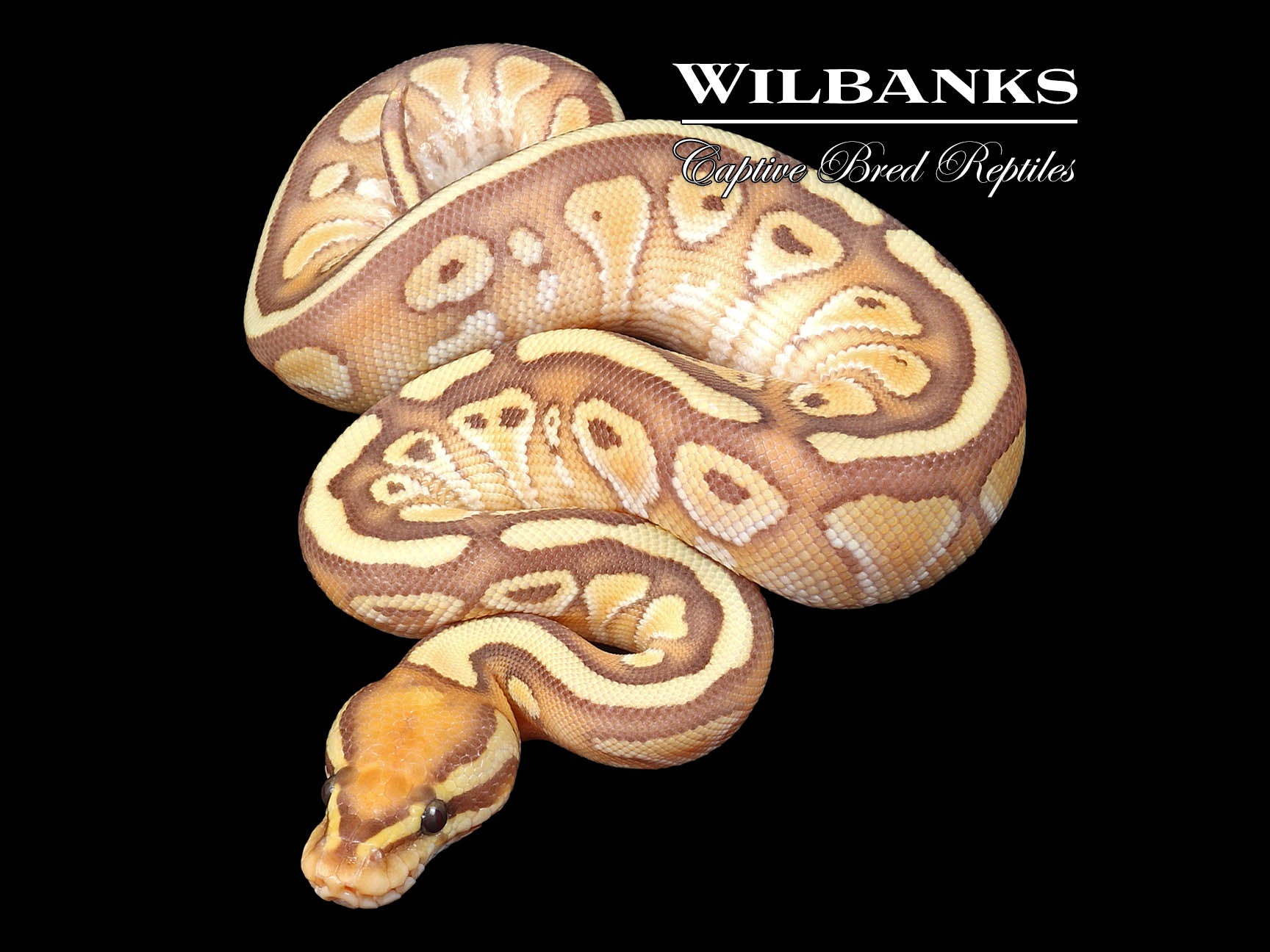 Banana Butter 100 Het. Clown Ball Python ♂ '24 Wilbanks Captive Bred