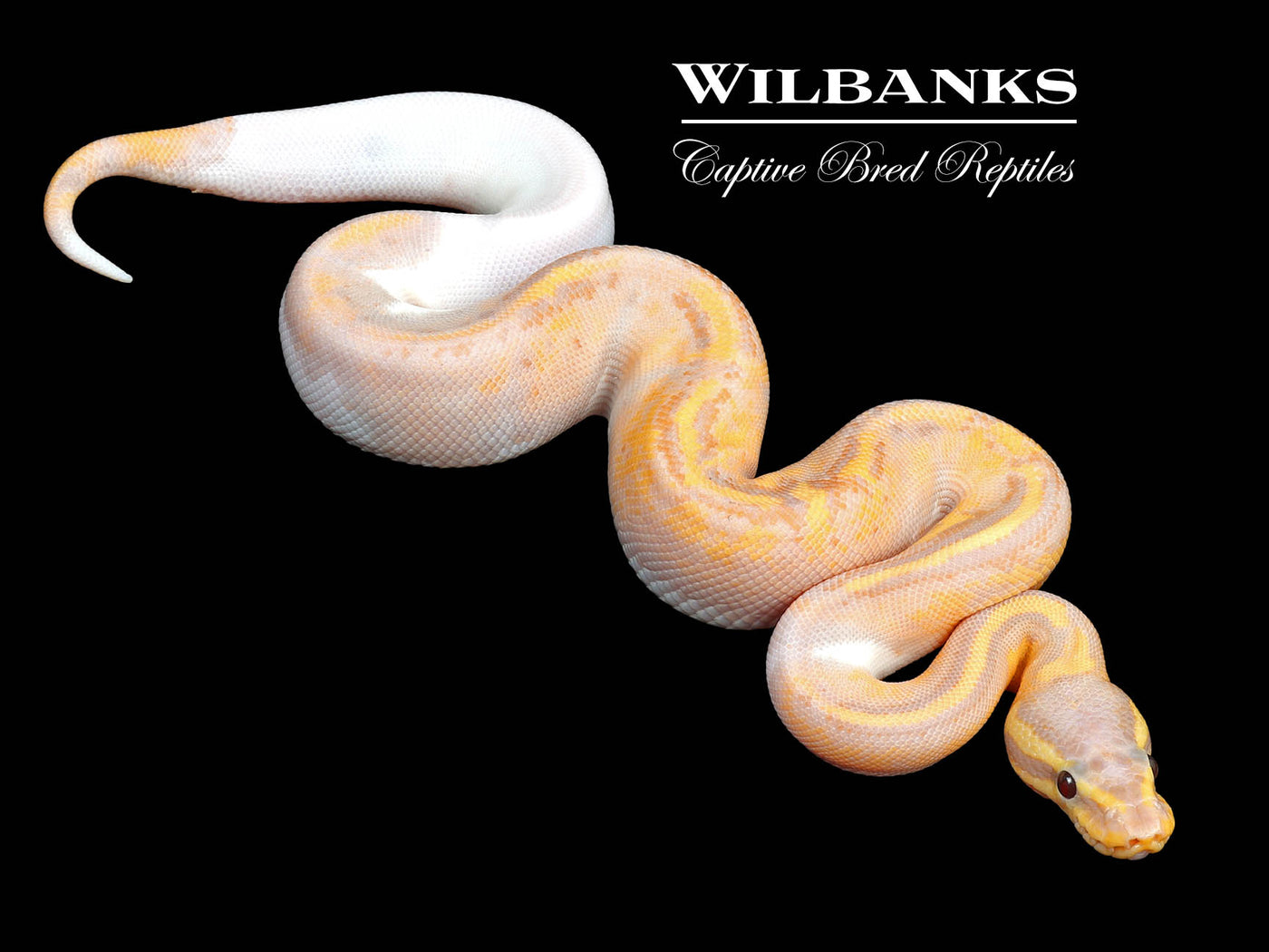 Banana Mahogany Pied Ball Python ♂ '24