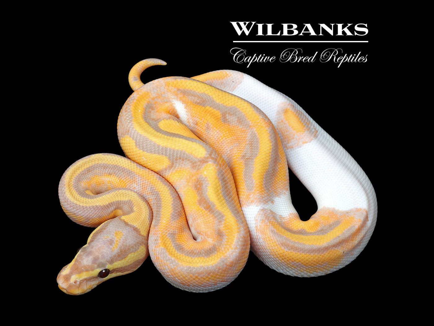 Banana Pied Ball Python ♂ '25