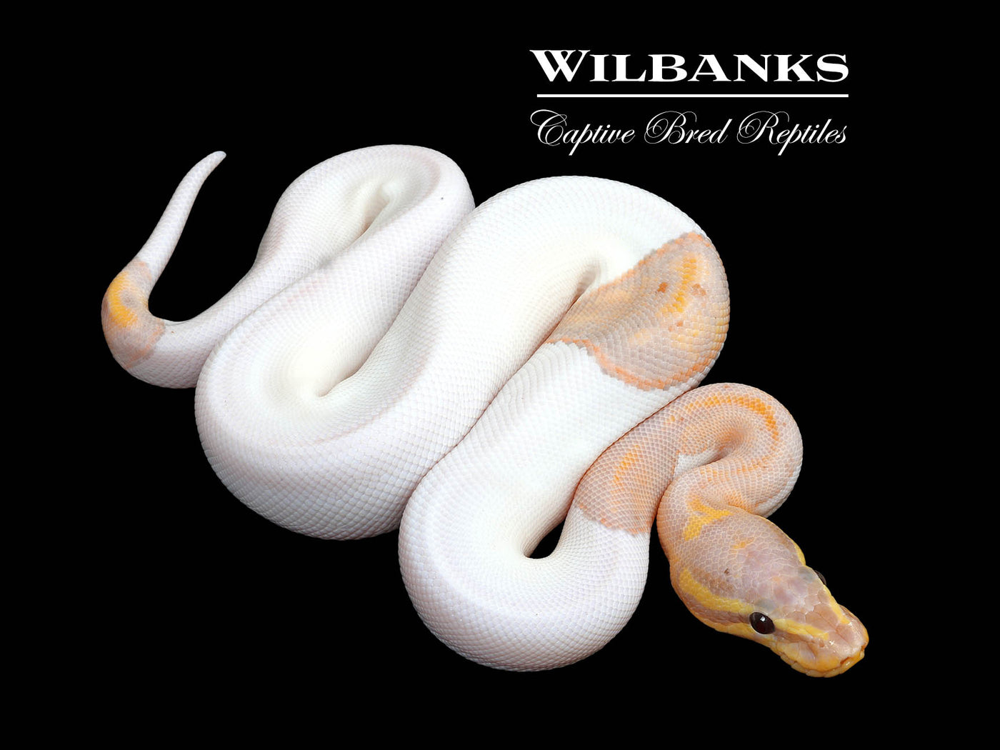 Banana Mahogany Pied Ball Python ♂ '25