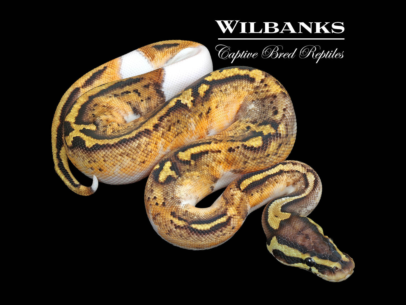 Pastel Pied Ball Python ♂ '25