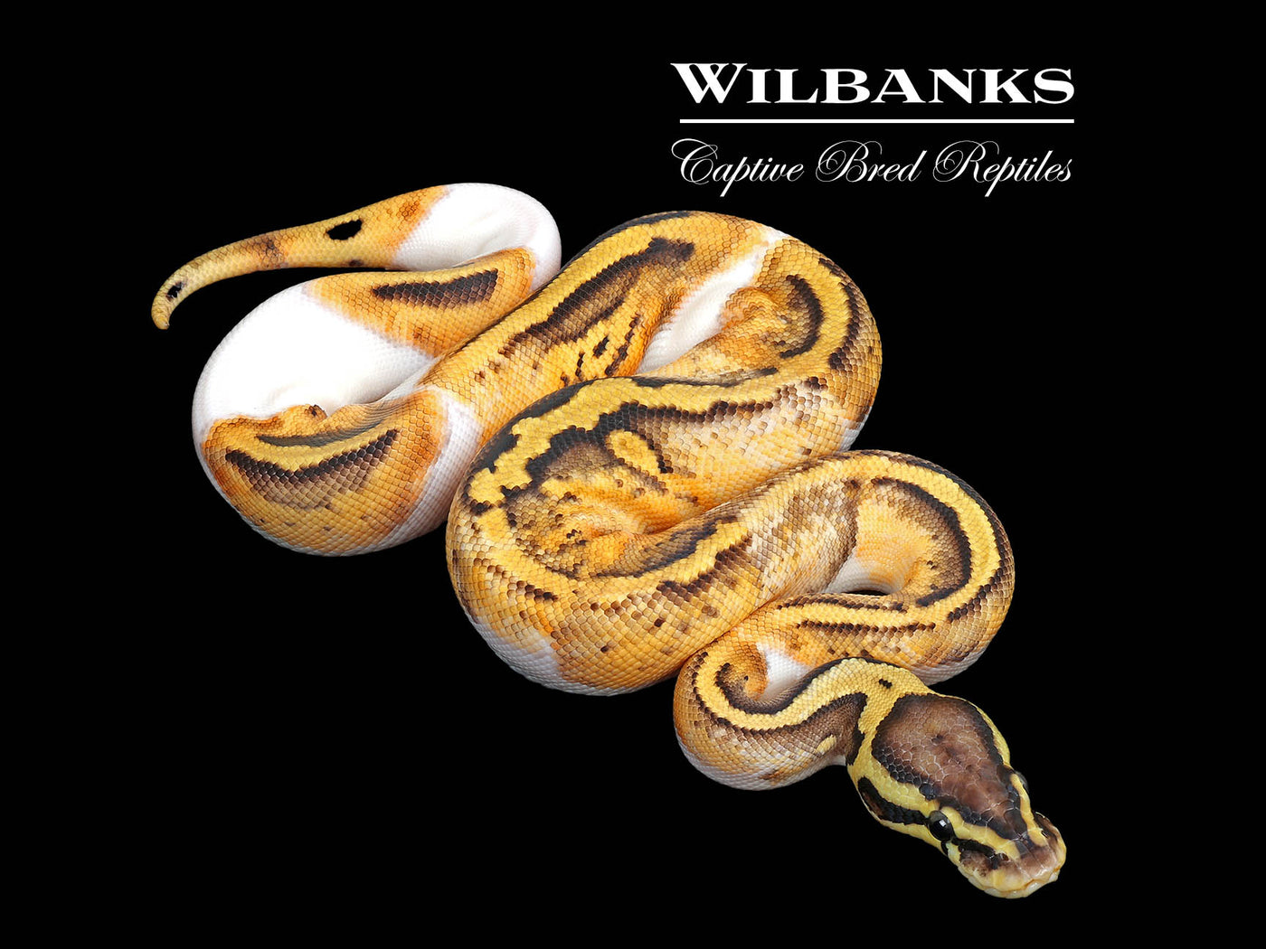 Pastel Pied Ball Python ♀ '25