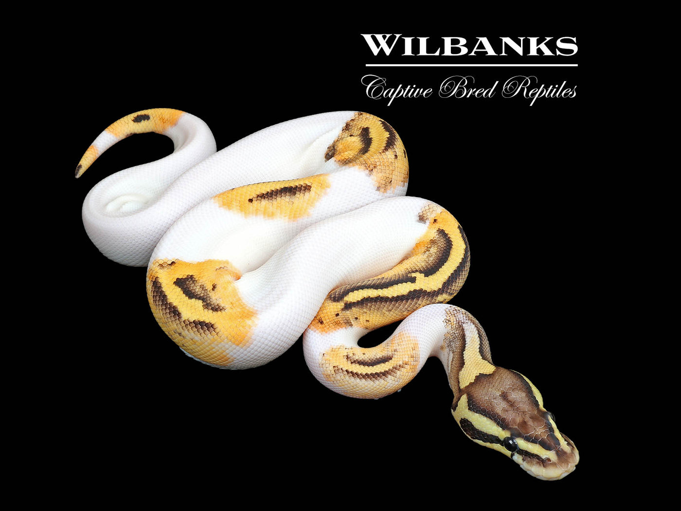 FireFly Pied Ball Python ♀ '25