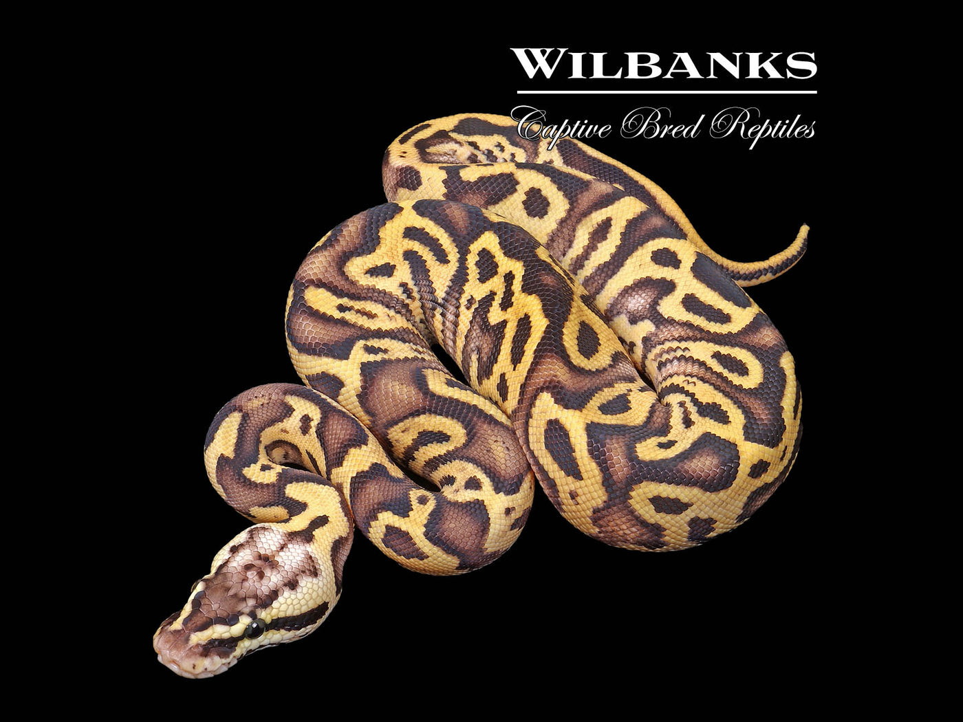 FireFly Leopard Ball Python ♂ '25