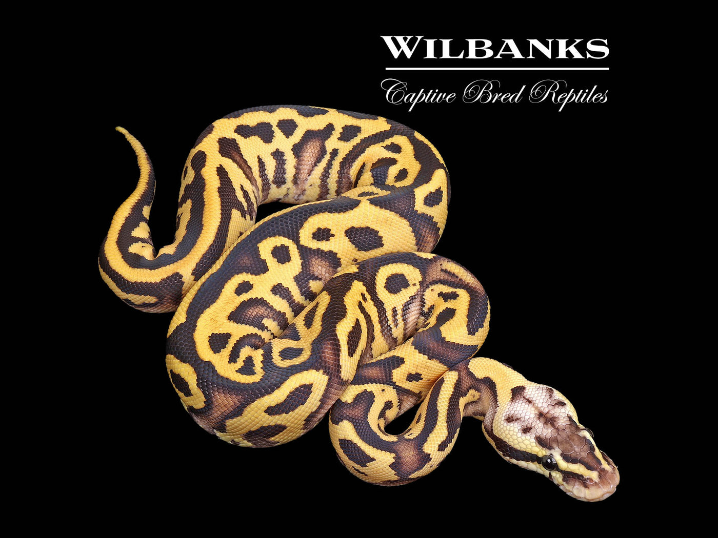 FireFly Leopard Ball Python ♀ '25