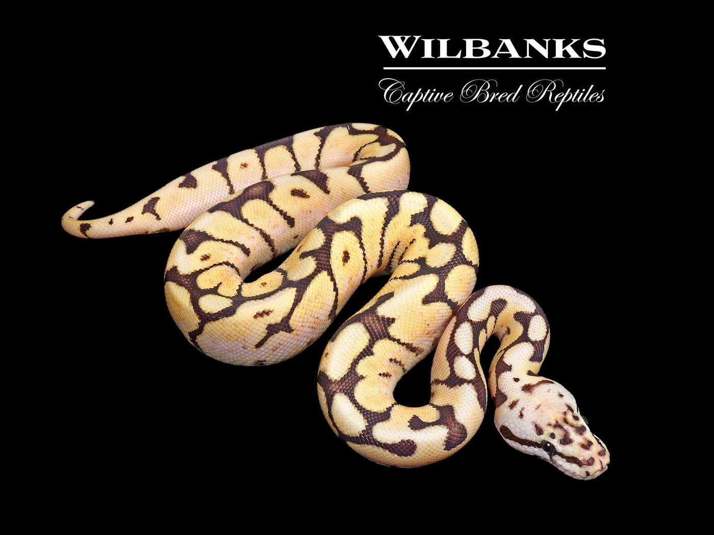 Bumble Bee Ball Python ♂ '25