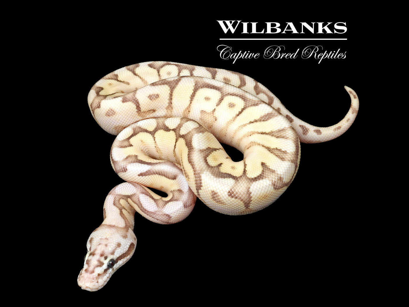 Fire Queen Bee Ball Python ♂ '25