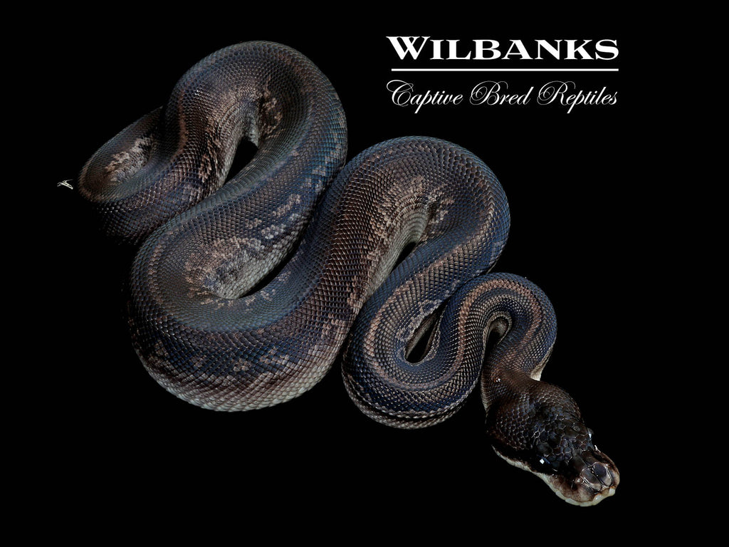 Ameri 新品★ CLOUDY PYTHON ALL IN ONE★ 114254457_grande.jpg?v=1751486551