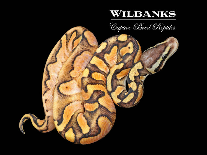 Orange Dream Pastel Enchi Sugar Ball Python ♂ '25